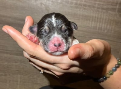 Les chiots de Welsh Corgi Pembroke