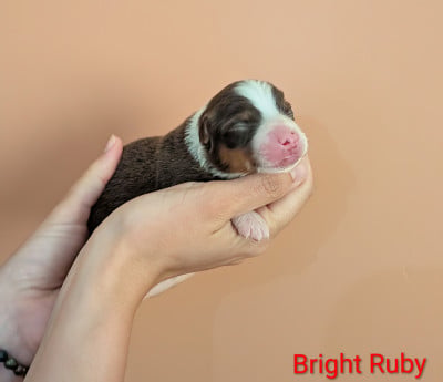 Bright Ruby - Berger Américain Miniature 