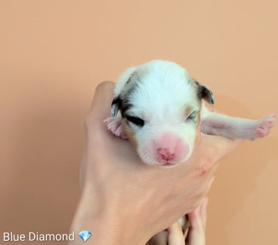 Blue diamond - Berger Américain Miniature 