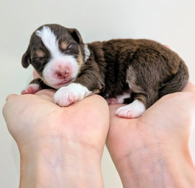 Les chiots de Berger Américain Miniature 