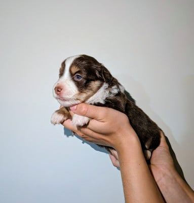 Les chiots de Berger Américain Miniature 