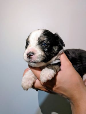Les chiots de Berger Américain Miniature 