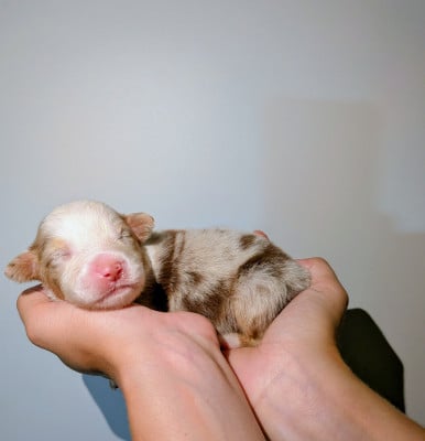 Les chiots de Berger Américain Miniature 