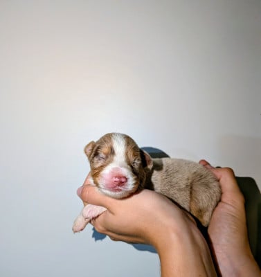 Les chiots de Berger Américain Miniature 