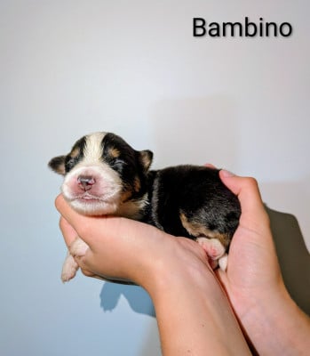 Les chiots de Berger Américain Miniature 