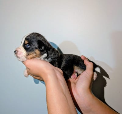 Les chiots de Berger Américain Miniature 