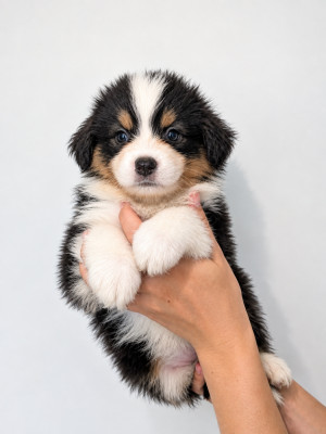 Les chiots de Berger Américain Miniature 