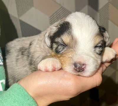 Les chiots de Berger Américain Miniature 
