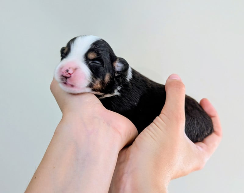Berger Américain Miniature  - Of The Real Happiness
