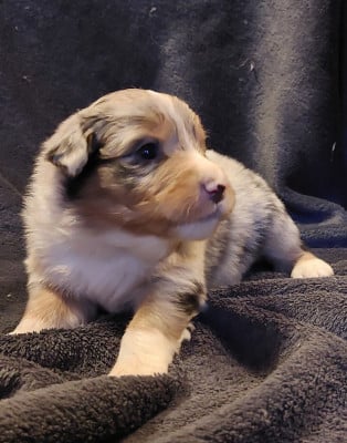 Les chiots de Berger Australien