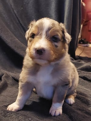 Les chiots de Berger Australien