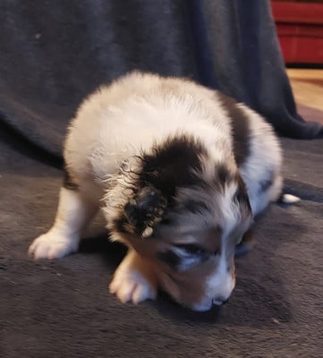 Les chiots de Berger Australien