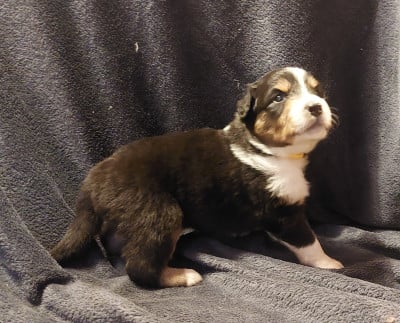 Les chiots de Berger Australien