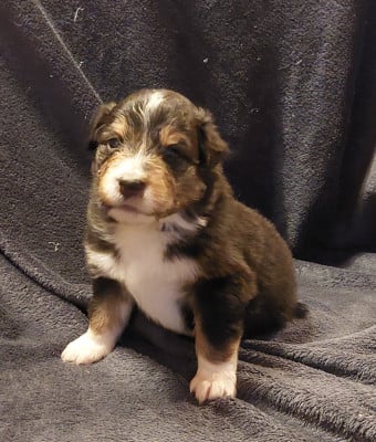 Les chiots de Berger Australien