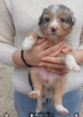 Les chiots de Berger Australien