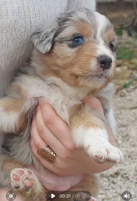 Les chiots de Berger Australien