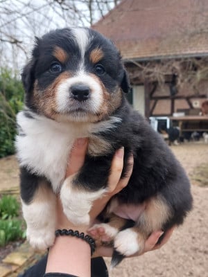 Les chiots de Berger Australien