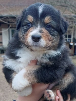 Les chiots de Berger Australien