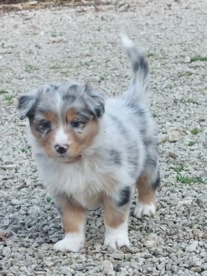 Les chiots de Berger Australien