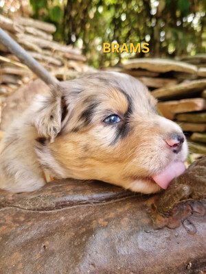 Les chiots de Berger Australien