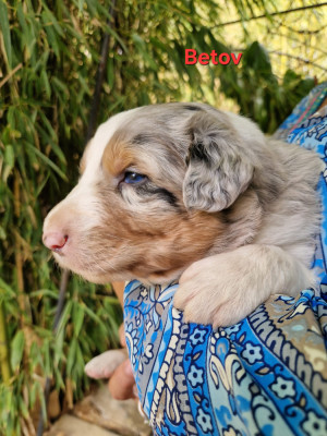 Les chiots de Berger Australien