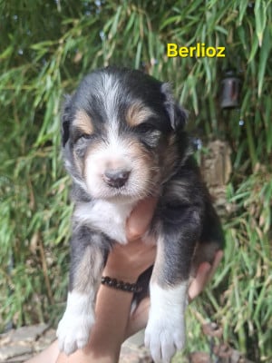 Les chiots de Berger Australien