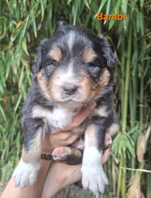 Les chiots de Berger Australien