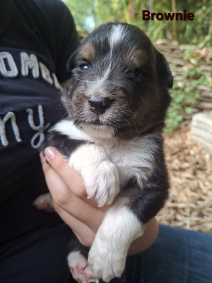 Les chiots de Berger Australien