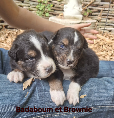Les chiots de Berger Australien