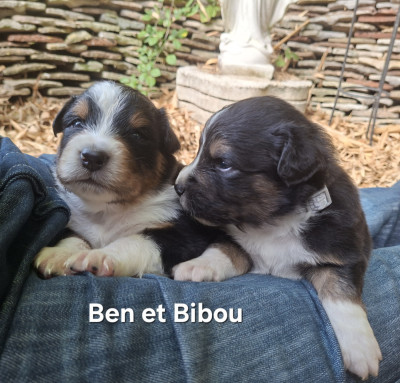 Les chiots de Berger Australien