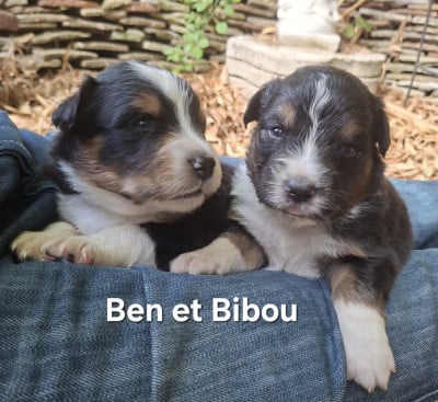 Les chiots de Berger Australien