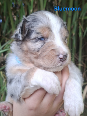 Les chiots de Berger Australien