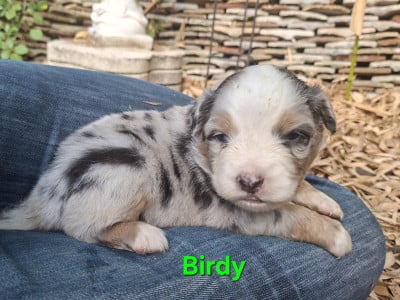 Les chiots de Berger Australien