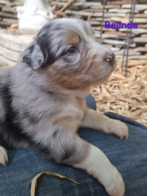 Les chiots de Berger Australien