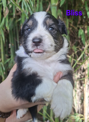 Les chiots de Berger Australien