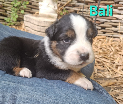 Les chiots de Berger Australien