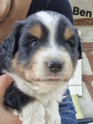 Les chiots de Berger Australien