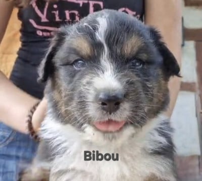Les chiots de Berger Australien
