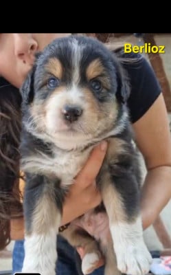 Les chiots de Berger Australien