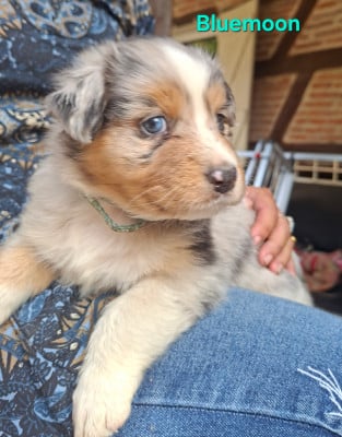 Les chiots de Berger Australien