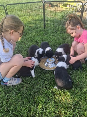 Border Collie