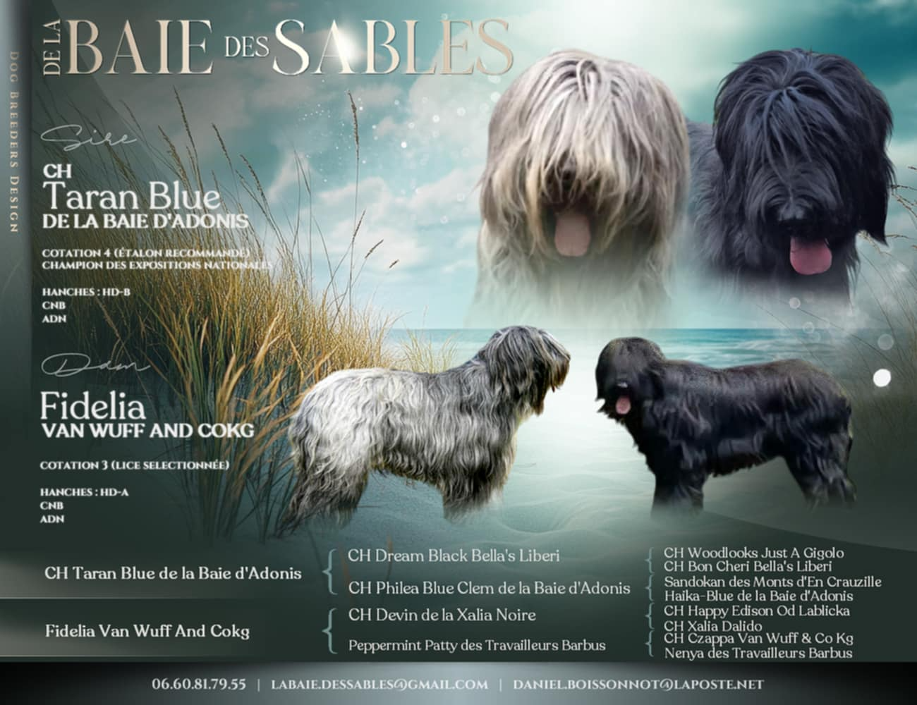 Berger de Brie - De La Baie Des Sables