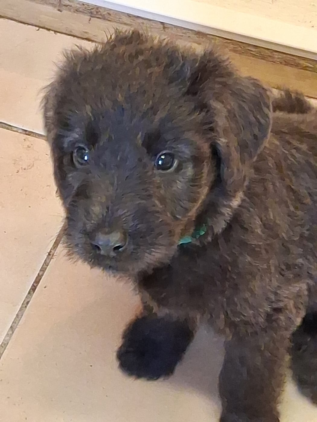 CHIOT 4 - Berger de Brie