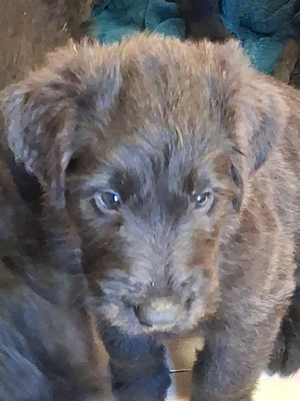 CHIOT 6 - Berger de Brie