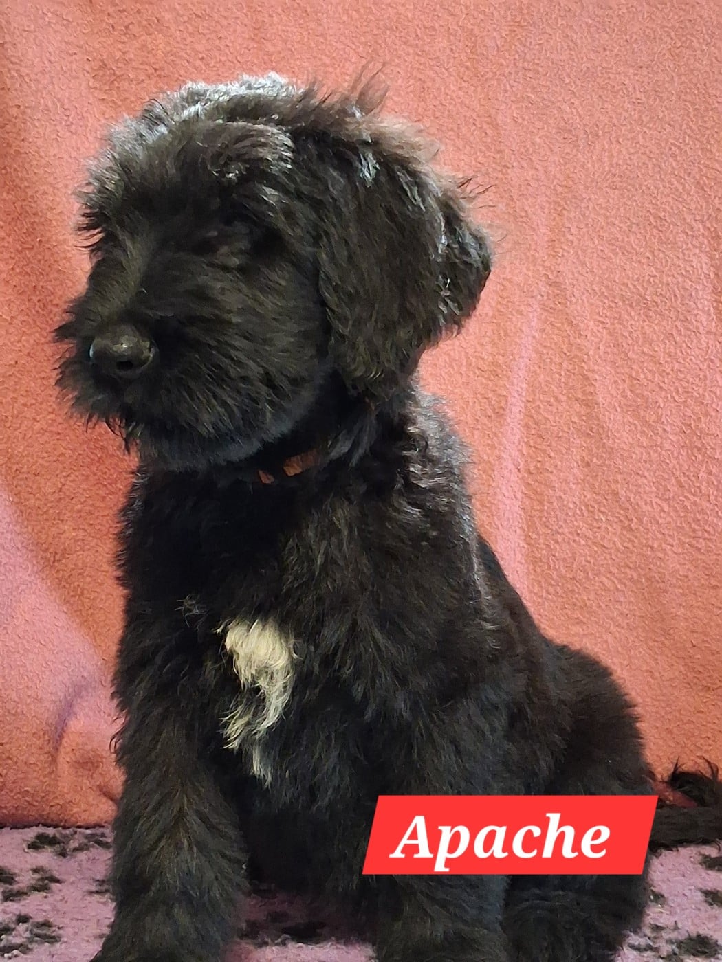 CHIOT 1 - Berger de Brie