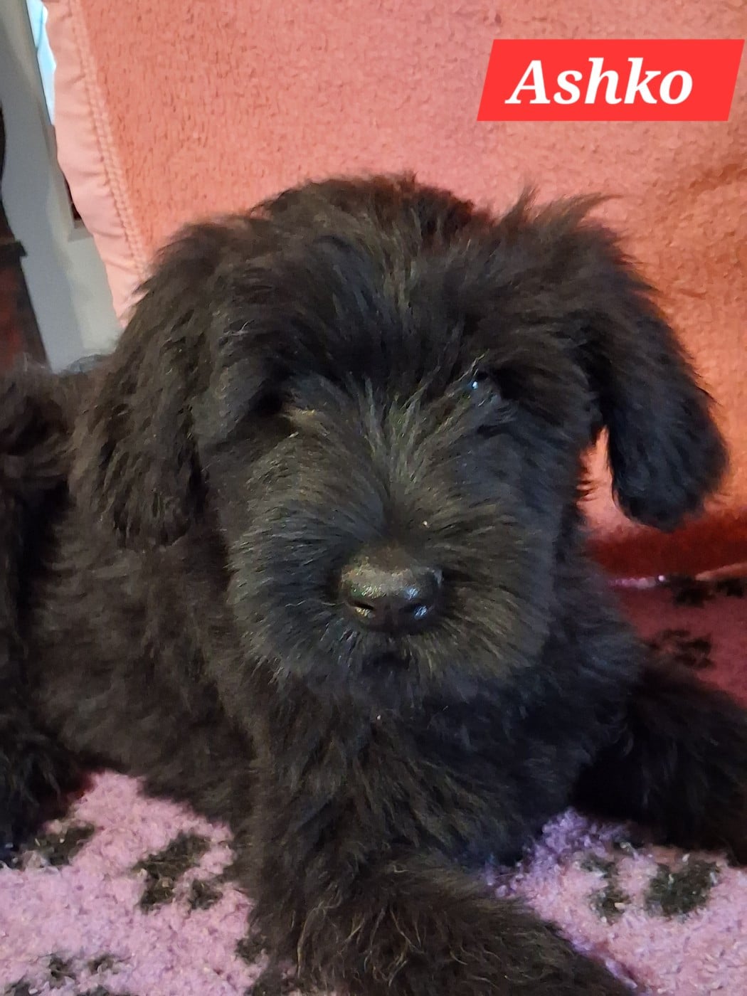 CHIOT 5 - Berger de Brie