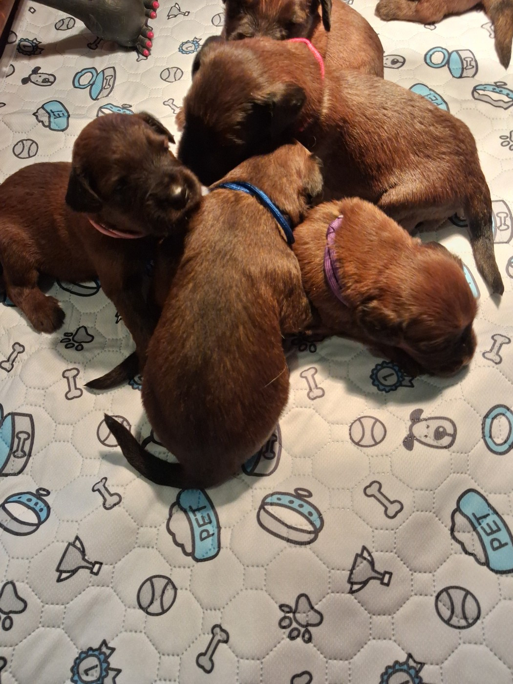 Berger de Brie - De La Baie Des Sables