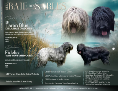 Les chiots de Berger de Brie