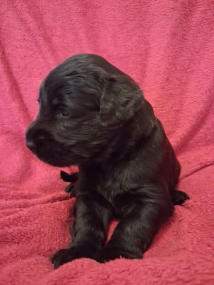 Les chiots de Berger de Brie