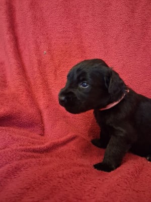 Les chiots de Berger de Brie